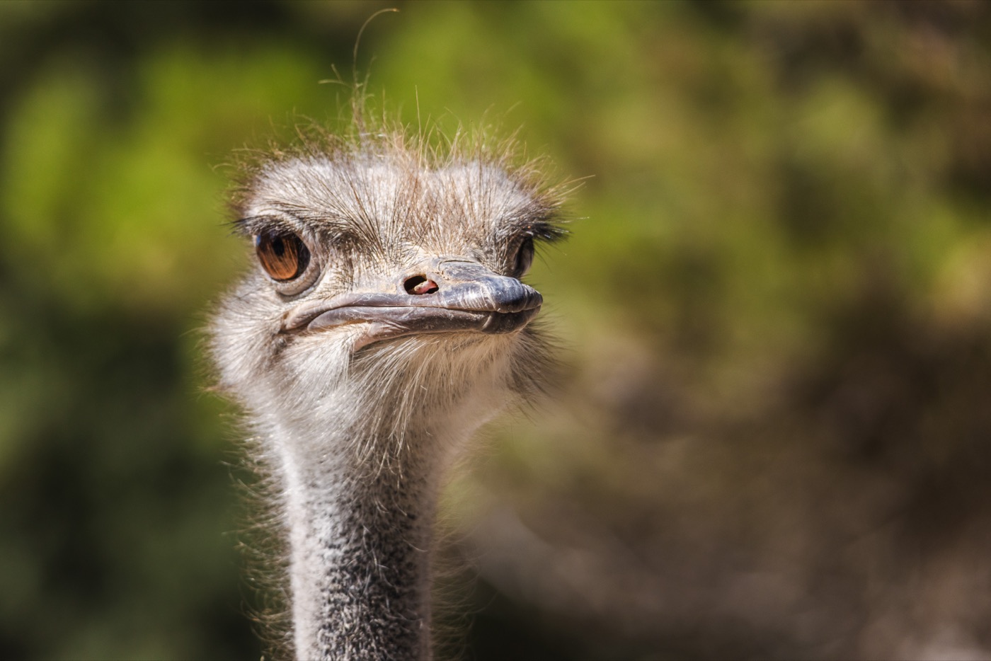 Страус на ферме Ostrich Nest