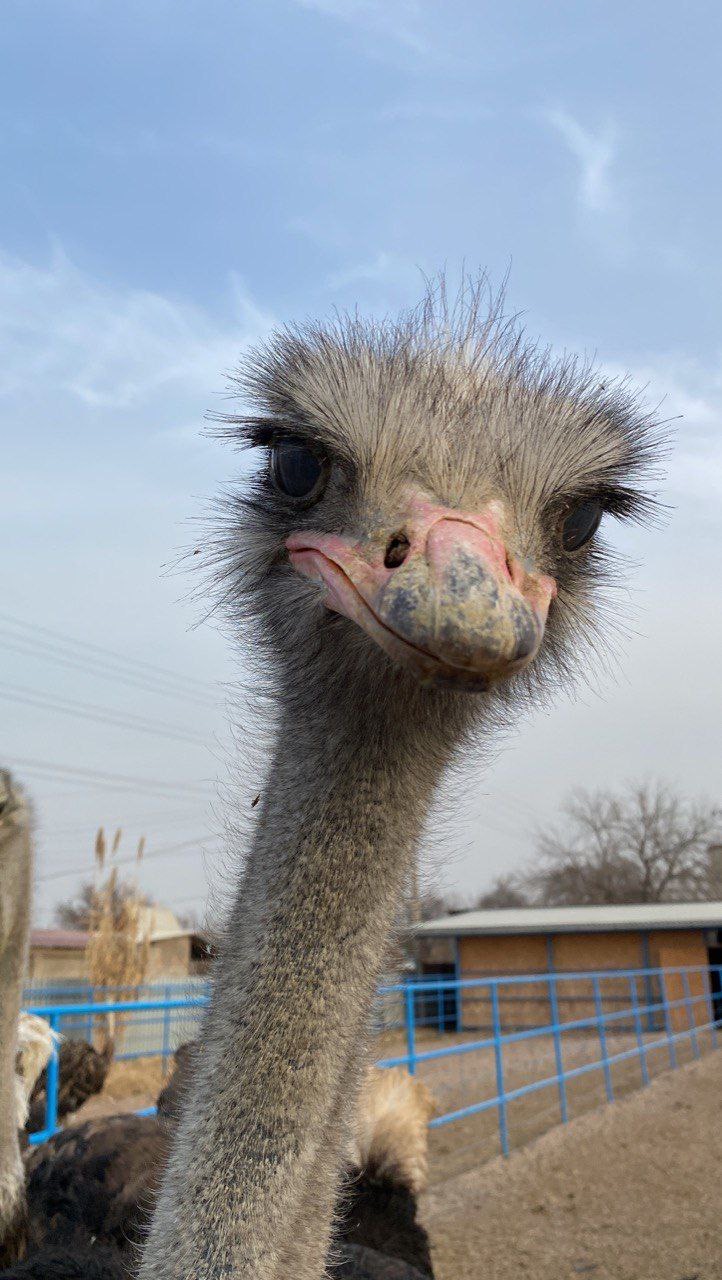 Страус на эко-ферме Ostrich Nest